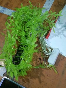 Green LED Jharna