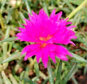 Table Rose
