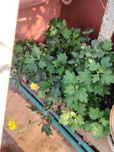 Yellow Chamunthi Plants