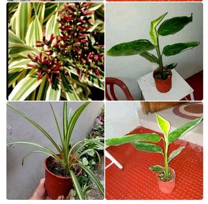 Set 2 Never..& Pandanus veitchii Plant 🪴& Pot