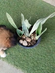 Mix Plants Offer