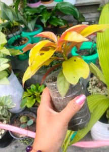 combo of plants