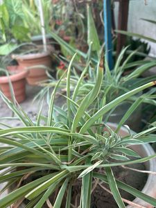 Green Spider Plant pups(2)