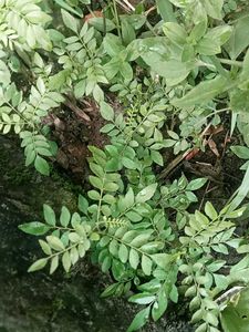 Curry Leaves Baby Plant