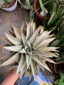 Unique Hawarthia