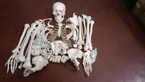 Bone set