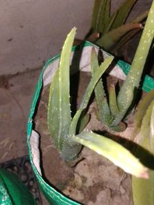 baby aloe vera puffs