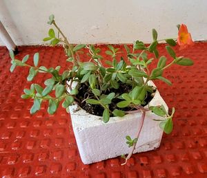 Portulaca grandiflora plant &amp; Pot