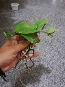 3 Healthy Pothos Plant Cutting potted in grow bag
