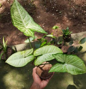 Arrowhead plant (3 plants)