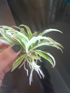 Charming Spider Plant in tiny Terracotta cup
