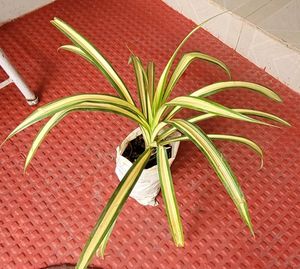 Pandanus veitchii Plant 🪴