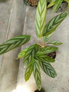 ndoor Plant Collection Set offers