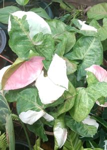 Syngonium strawberry ice cutting