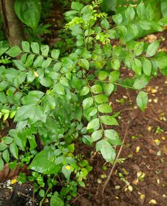 Curry Leaf Plant saplings (3 numbers)
