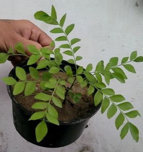 Combo Curry Leaves Plants