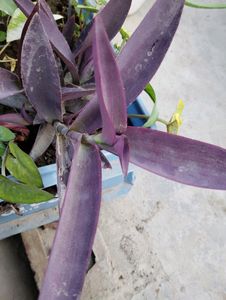 3 Plant Combo with Rooted