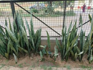 LIVE Snake Plant (Sansevieria) Green banded