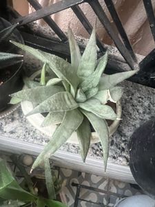 rare white ghost aloe pup real plant