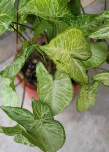 Syngonium Live Plant