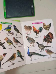Kids' Animal &amp; Bird Books