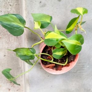 Mix Plants (5 Varieties)