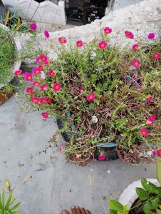 10 Plant combo