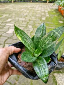 Snake Plants for Sale