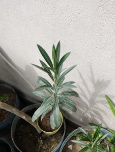 8 Plant Combo