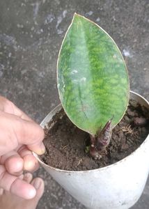 whale fin sensiveria Plant Potted
