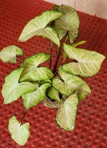 2 Combo arrowhead Plants 🌱