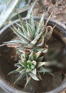 zebra haworthia 2 pcs