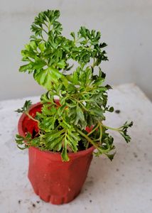 3 pack Arrowhead &amp; NeverNever &amp;Ming Areliaplants,