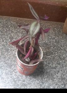 Real Variegated Spider Plant Combo