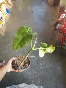 philodendron paraiso Verde