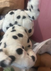 Viral selfie Dalmatian Big heads Plush Toy