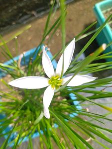 White Lily ☘️