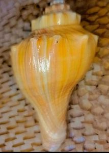 Natural Seashell Decor