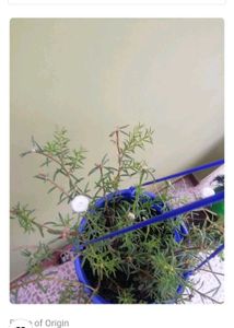 Seeds And Plants