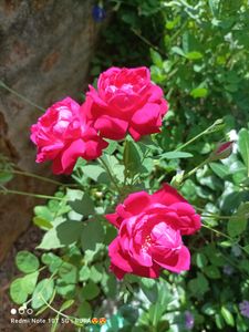 Alive Rose Plant