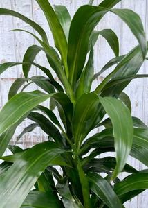 COMBO OF 4 AIR PURIFIER PLANTS