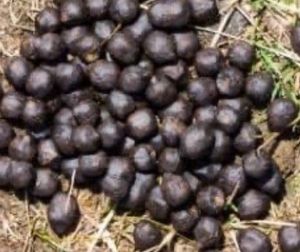 Organic Goat Manure For Plants