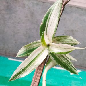 Mix Plants