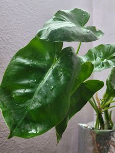 Philodendron Burle Marx (L)