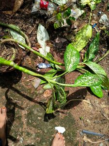anglaonema plant