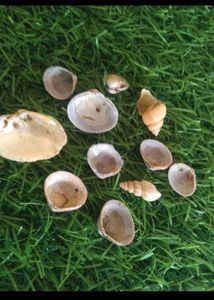 Bulk Seashells for Crafting &amp; Decor