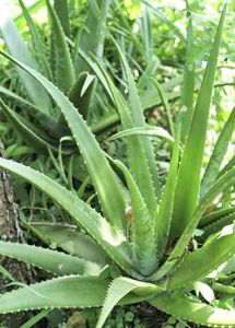 5 Healthy Aloe Vera Plant