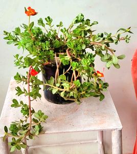 🪴 Plant (Portulaca oleracea 'Rio Orange')&amp;pot🌱