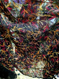 Tepchi Chikankari Saree