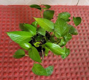 Money Plant🌵&amp; Pot